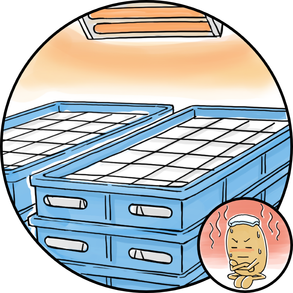 大豆を発酵させているところ