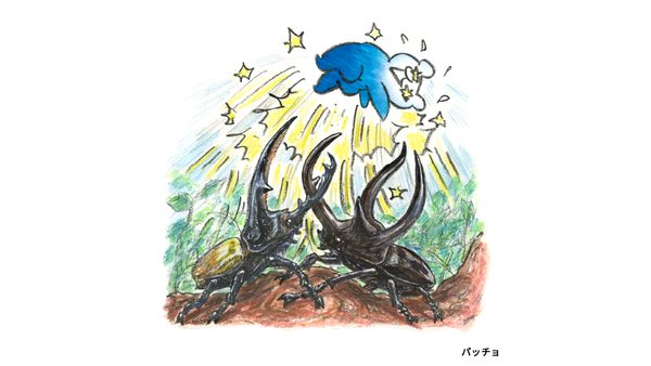 パッチョ