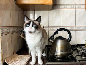 猫　ガスコンロ
