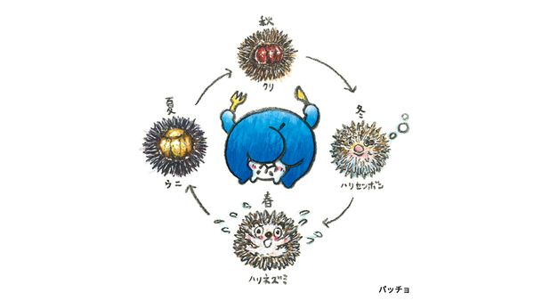 パッチョ