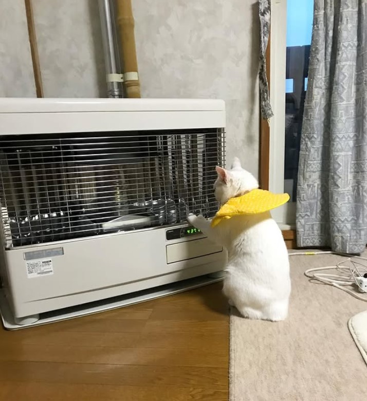 白猫とストーブ