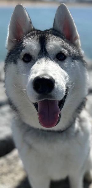 ハスキン