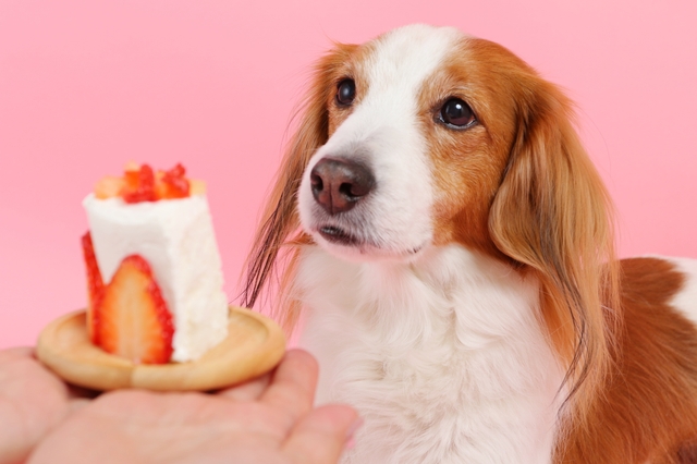 いちごのケーキを食べる犬