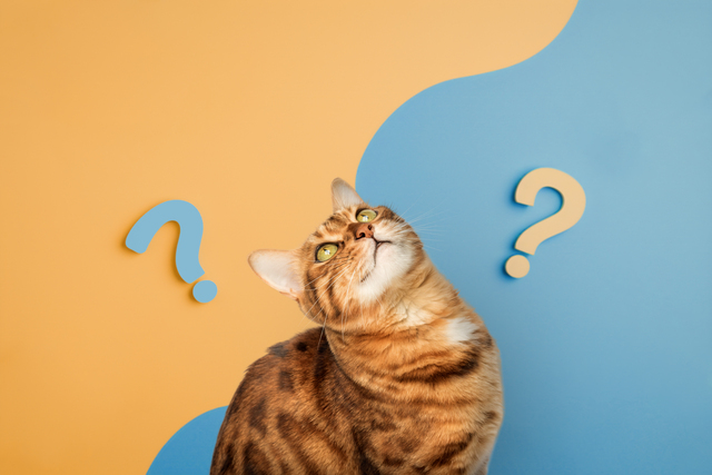 猫