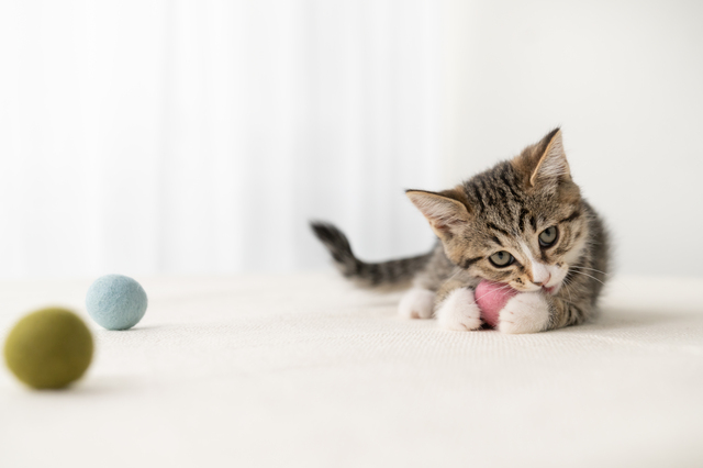 猫