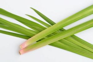 菖蒲