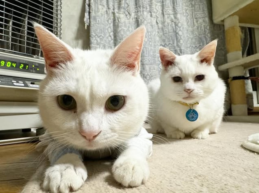 猫