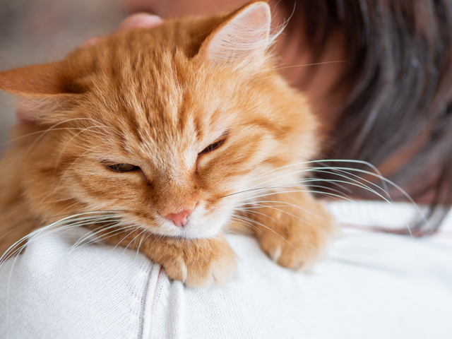 飼い主に抱っこされる猫