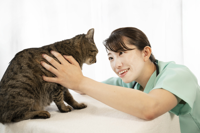 猫の診察をする女性獣医師