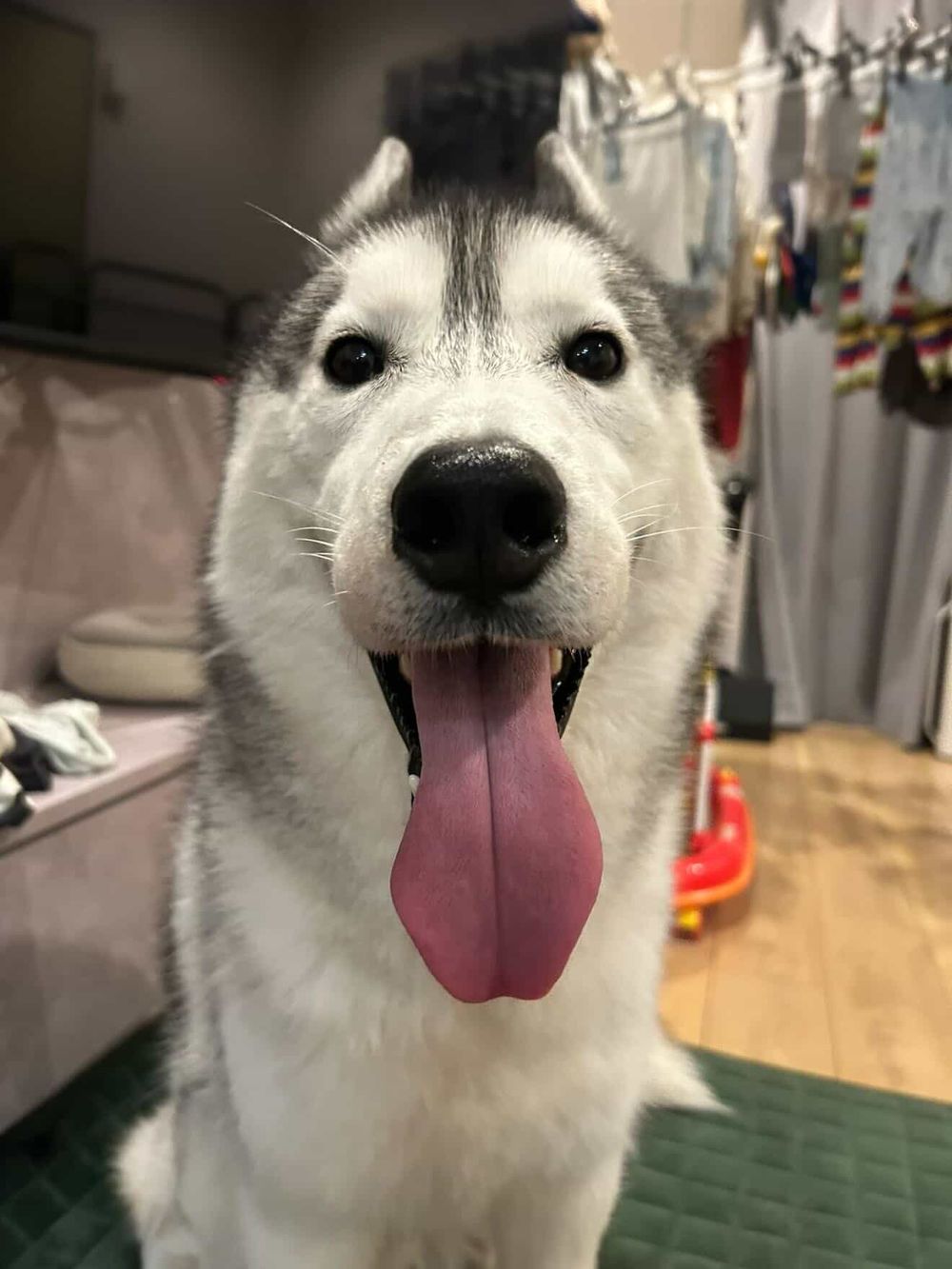 犬