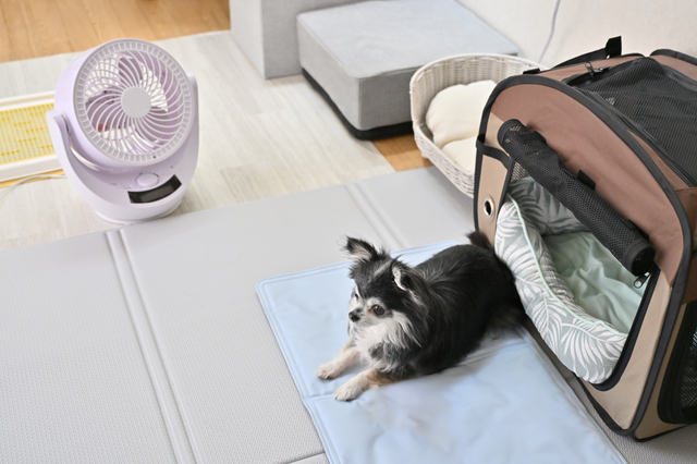 愛犬の夏の暑さ対策