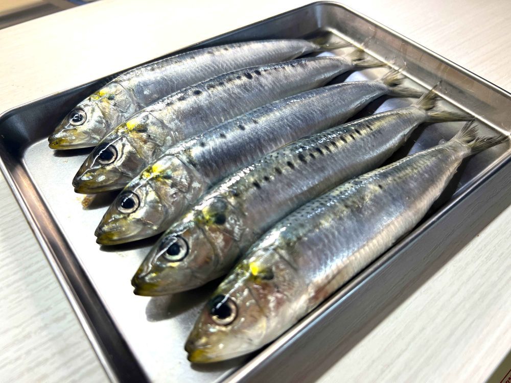 イワシ