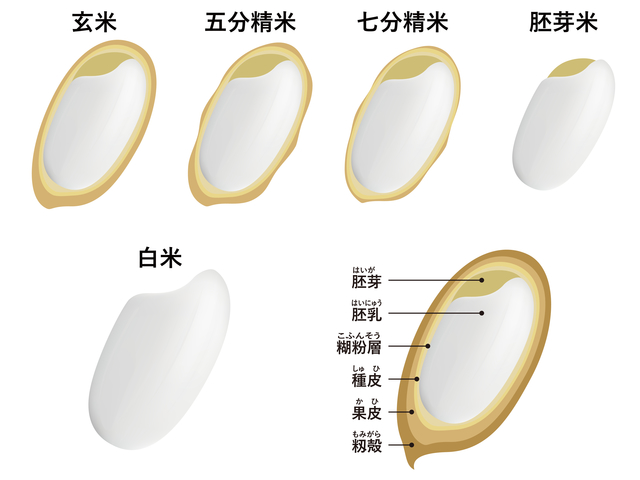 イラスト素材: お米(断面図)