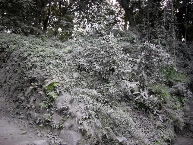 木に積もった火山灰