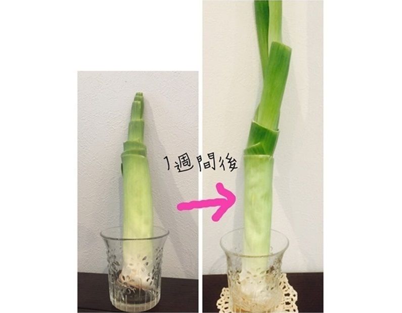 買ったネギを倍に増やそう! 再生野菜「ネギ」の育て方【キッチン菜園(2 
