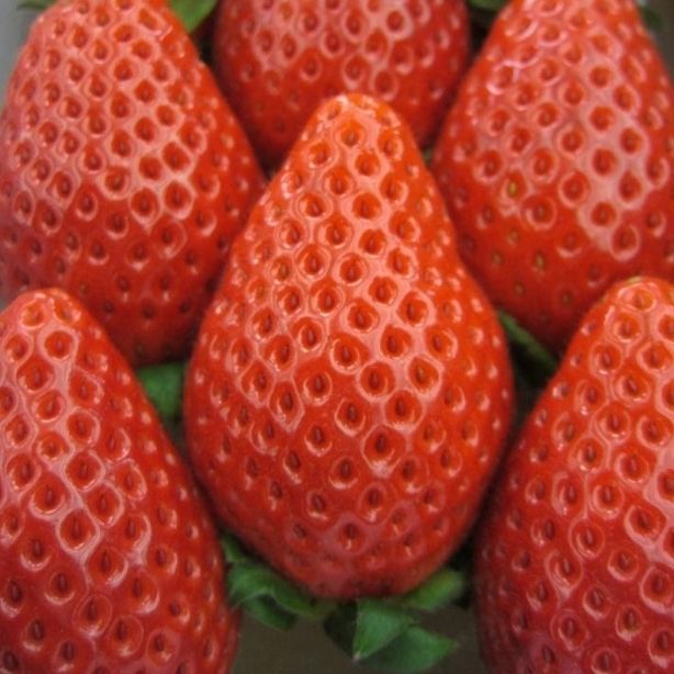 いちごの気になる情報】3月のお姫様「やよいひめ」、どんな品種