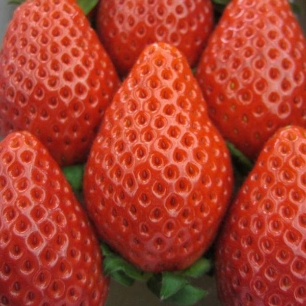 いちごの気になる情報】3月のお姫様「やよいひめ」、どんな品種