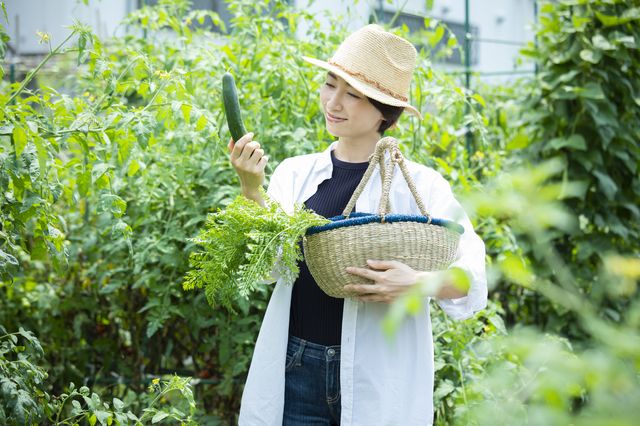 家庭菜園 ハウス 植物 発芽 栄養メーター 畑 食物 ガーデニング 菜園