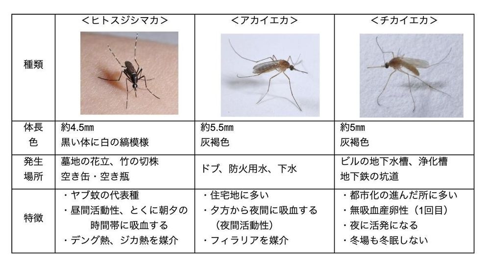 蚊はHIVを伝染させることができますか?